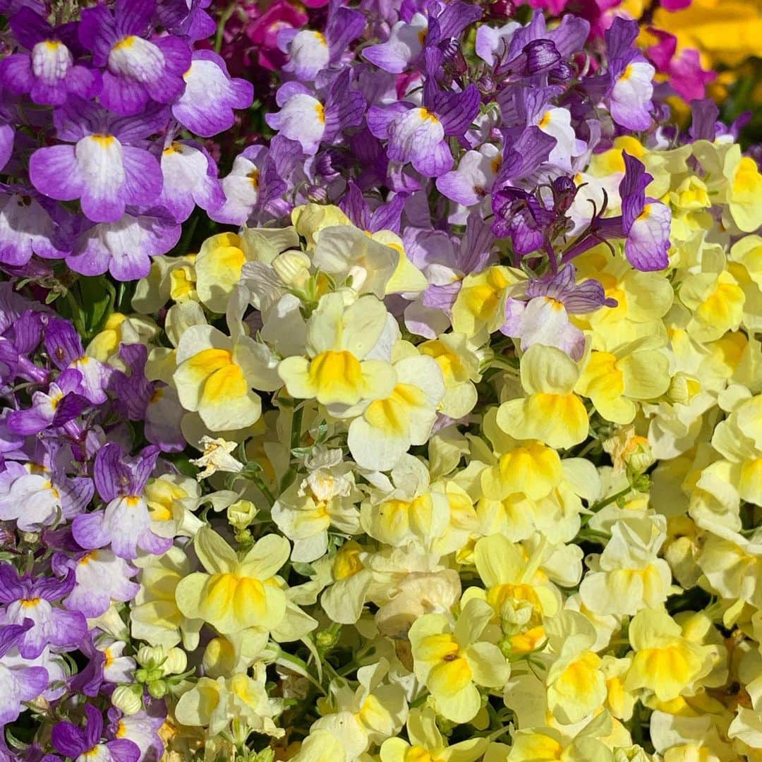 上田倫子さんのインスタグラム写真 - (上田倫子Instagram)「今朝散歩しながら愛でた花たち。」4月25日 10時37分 - korinntonn