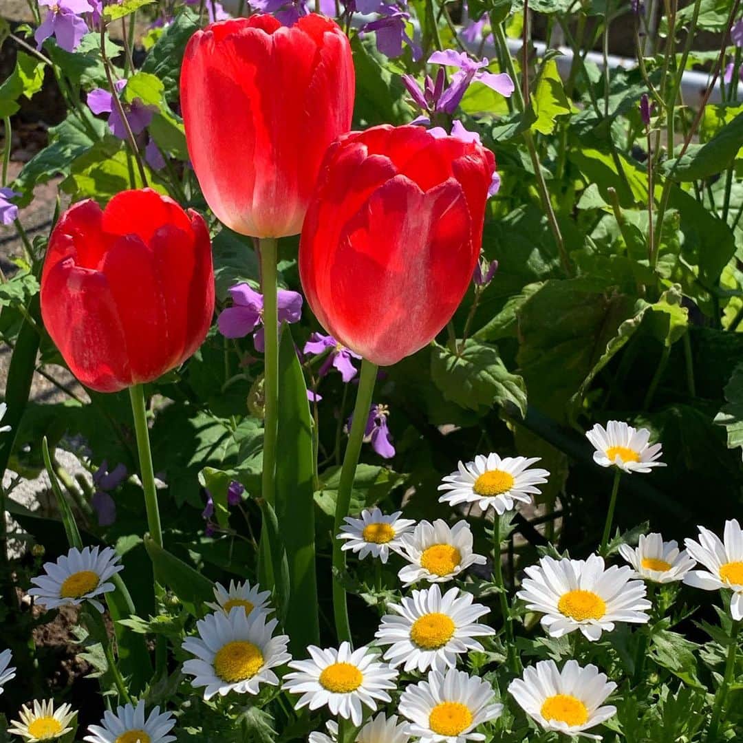 上田倫子さんのインスタグラム写真 - (上田倫子Instagram)「今朝散歩しながら愛でた花たち。」4月25日 10時37分 - korinntonn