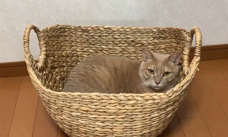 ひのき猫さんのインスタグラム写真 - (ひのき猫Instagram)「やや保護色 #ひのき #保護色 #cat」4月25日 10時46分 - hinoki.cute.kitten