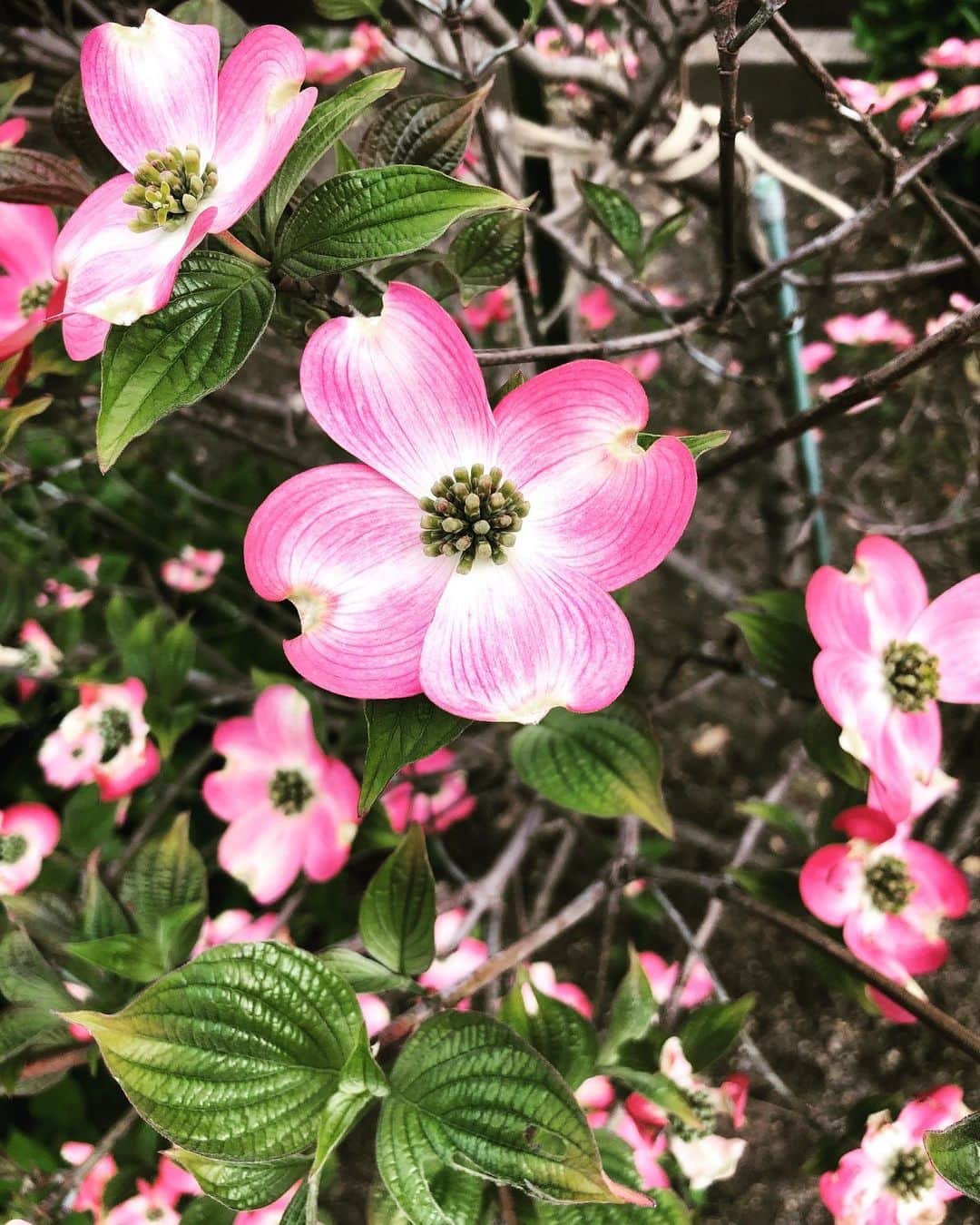 福田ゆみさんのインスタグラム写真 - (福田ゆみInstagram)「にわ〜の　ハ〜ナミズキ〜  街路樹で見つけた。  #ハナミズキ咲く頃  #福田ユミ」4月25日 11時05分 - yumifukuda0511