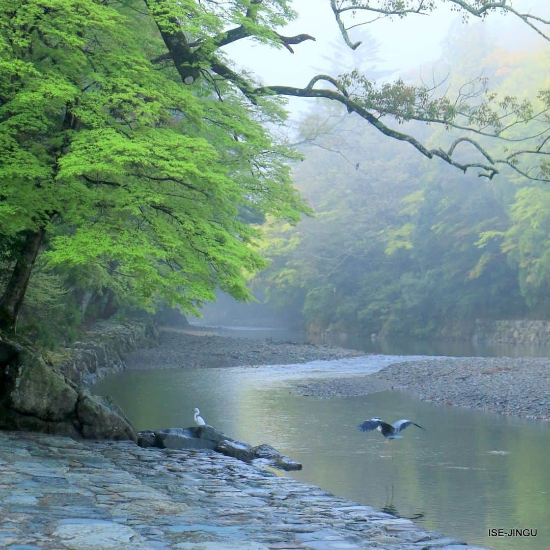 伊勢神宮さんのインスタグラム写真 - (伊勢神宮Instagram)「#伊勢神宮 #神宮 #神社 #心のふるさと #内宮 #五十鈴川 #御手洗場 #春 #新緑 #鷺 #ISEJINGU #JINGU #SOUL_of_JAPAN #Japan #Jinja #Shinto #Naiku #Isuzugawa_river #freshgreens #heron」4月25日 11時00分 - isejingu.official