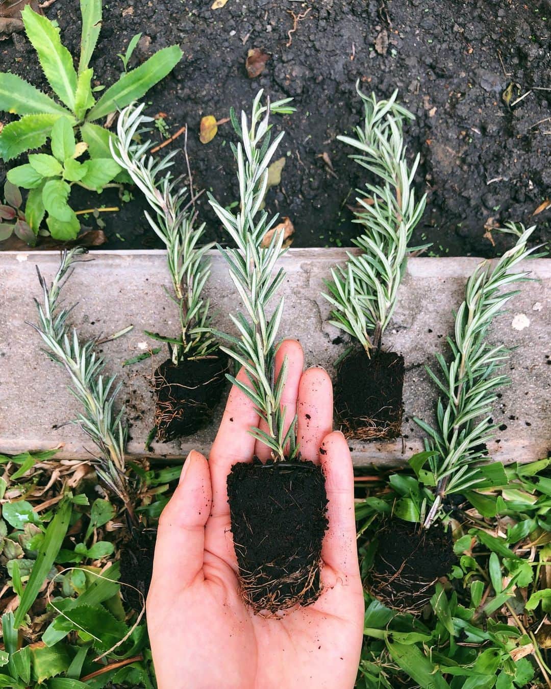 Amata Chittaseneeさんのインスタグラム写真 - (Amata ChittaseneeInstagram)「Keep calm and plant herbs 🌿 rosemaries are my favorites!!!! Well, I love all herbs actually. Wanting to learn more about herb benefits as well, ปลูกสมุนไพรอะไรกันบ้างคะที่บ้าน ปีนี้อยากศึกษาเรื่องอาหารอายุรเวท ศาสตร์ของการมีอายุยืน และการแพทย์แผนโบราณให้มากขึ้น (โรสแมรี่นี้ชอบส่วนตัว 😂) ค่อยๆซึมซับจากครูหนู 🤗🥬🍅🥦🐝」4月25日 11時19分 - pearypie