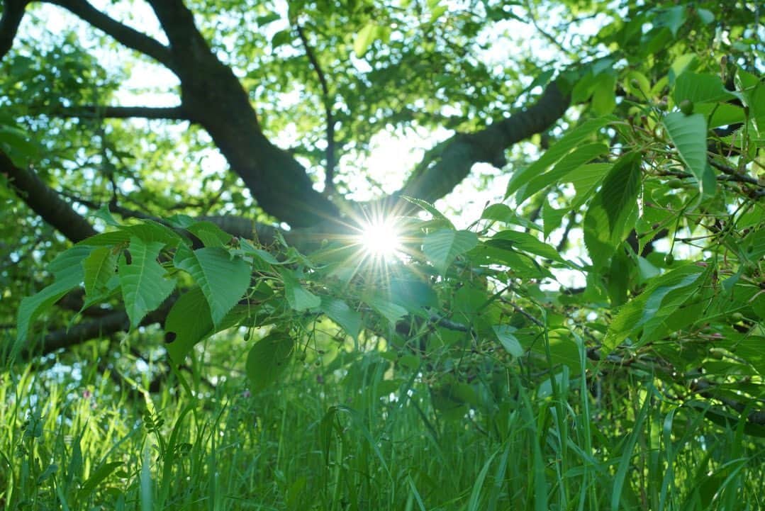 いぶくろ聖志さんのインスタグラム写真 - (いぶくろ聖志Instagram)「みどり。 気分は春を超えて初夏٩( ᐛ )و  #camera #japan #a7iii」4月25日 11時32分 - b.smpl
