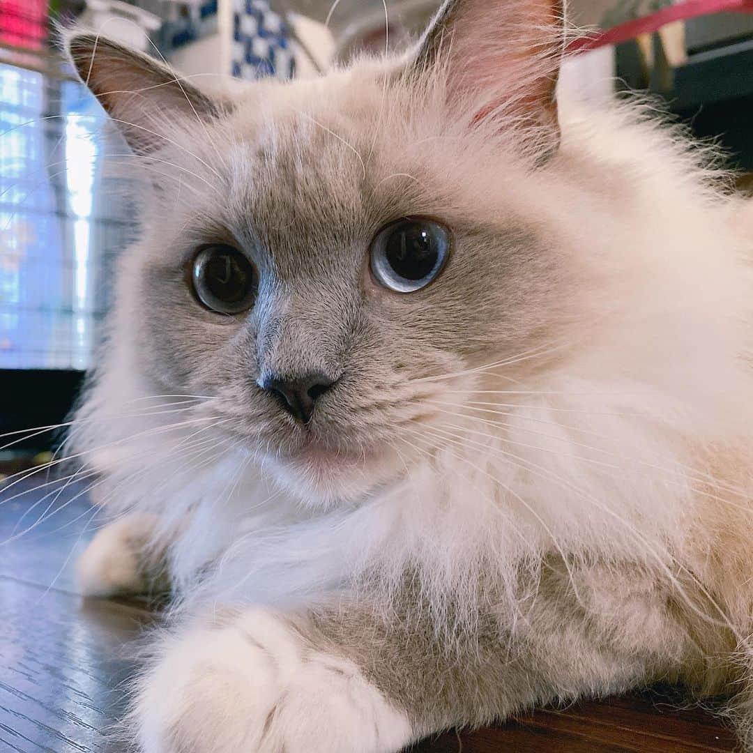 宮崎リンさんのインスタグラム写真 - (宮崎リンInstagram)「はい、天使👼 . . . . . . #猫 #猫のいる暮らし #猫好きさんと繋がりたい #猫との暮らし #猫好き #猫のいる生活 #猫部 #ねこ #ねこすたぐらむ #ねこのいる生活 #ねこすきさんと繋がりたい #ねこと暮らす #ねこのきもち #ねこもふ団 #ねこばか #ねこ写真 #ねこすき #ねこのいる暮らし #ねこ部 #ラグドール #ラグドール女の子 #ラグドール猫 #ラグドール好きさんと繋がりたい」4月25日 11時40分 - _rin_miyazaki_