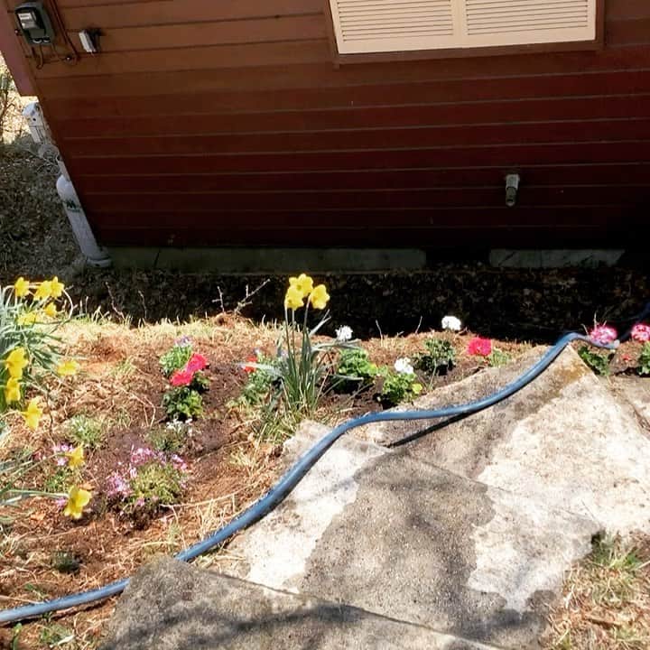 加賀美セイラのインスタグラム：「#gardening #cottage #SoTiring but #SoFun  #LotsOfFlowers 🌺🌺🌺 いっぱい花植えたょ #耕し系 めっちゃ疲れた💦　#筋肉痛　#根っこまみれ　きゃーーーー」