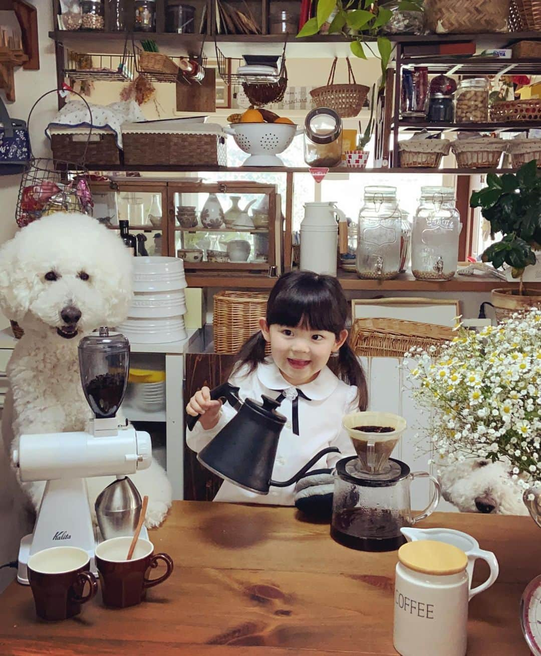 たまねぎさんのインスタグラム写真 - (たまねぎInstagram)「. . バリスタまめちゃん . . #standardpoodle #dog #lovedogs #poodlesofinstagram #スタンダードプードル #whitepoodle #大型犬と子供 #poodle #dogstagram #いぬのいる生活 #もふもふ部 #わんこ部 #子どもと犬 #kidsanddog  #いぬのきもち #犬と暮らす #いぬなしでは生きていけません  #ママリ #キズナ #コドモノ #いこーよ #犬と暮らす  #うちで遊ぼう #うちで過ごそう #お茶の時間 #coffeetime #バリスタ #お家カフェ #coffeetime #coffeean1980」4月25日 22時42分 - tamanegi.qoo.riku