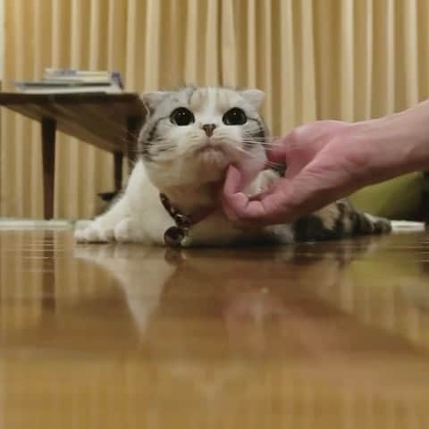 takegaeruのインスタグラム：「きゃわたん、こんばんわ😚❤️ #cat #scottishfold #猫 #スコティッシュフォールド #三毛スコ友の会」