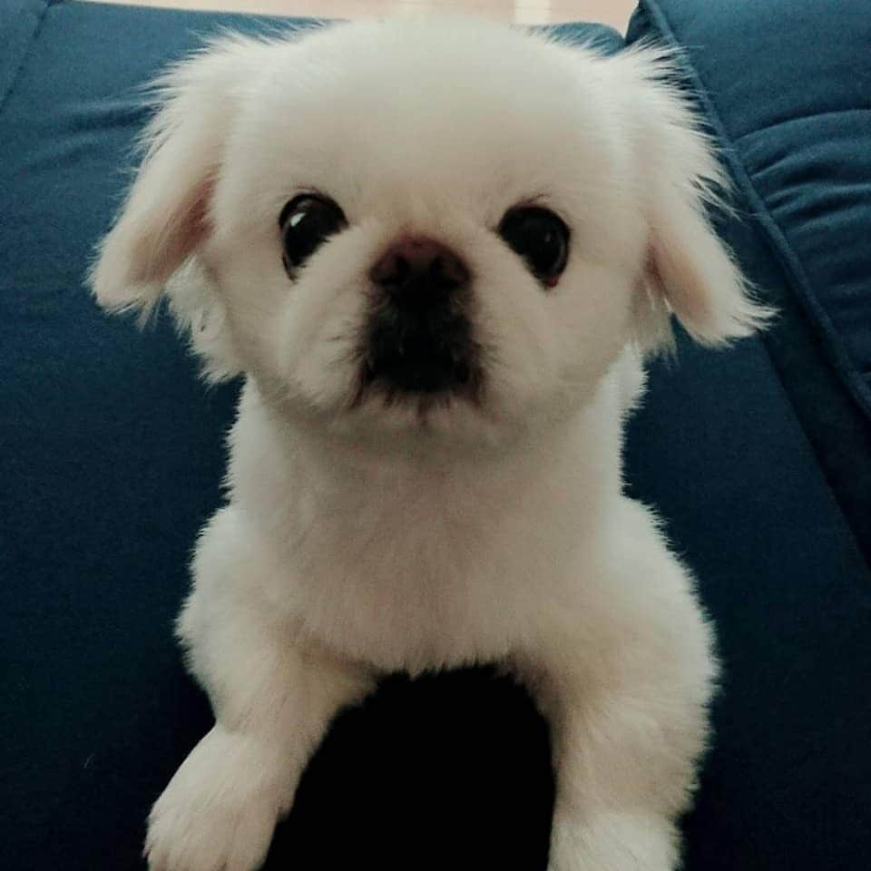 安田義孝のインスタグラム：「#ペキニーズ #ぺきにーず #白ペキニーズ #Pekingese #pekingese  #pekingeselove #pekingesesofinstagram  #pekinese #pekistagram  #japanese #japan #dogstagram  #dogs #dog #japanesedog #japanesedogs #doglover #love #iloveyou #ilovedogs #京叭狗 #페키니즈 #cute #cutedog  #ハロウィン #愛犬 #わんこ #犬 #エブリドッグ #ZIP写真部」