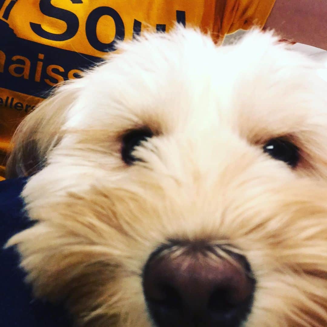 北山陽一のインスタグラム：「左。#きたやまおもち」