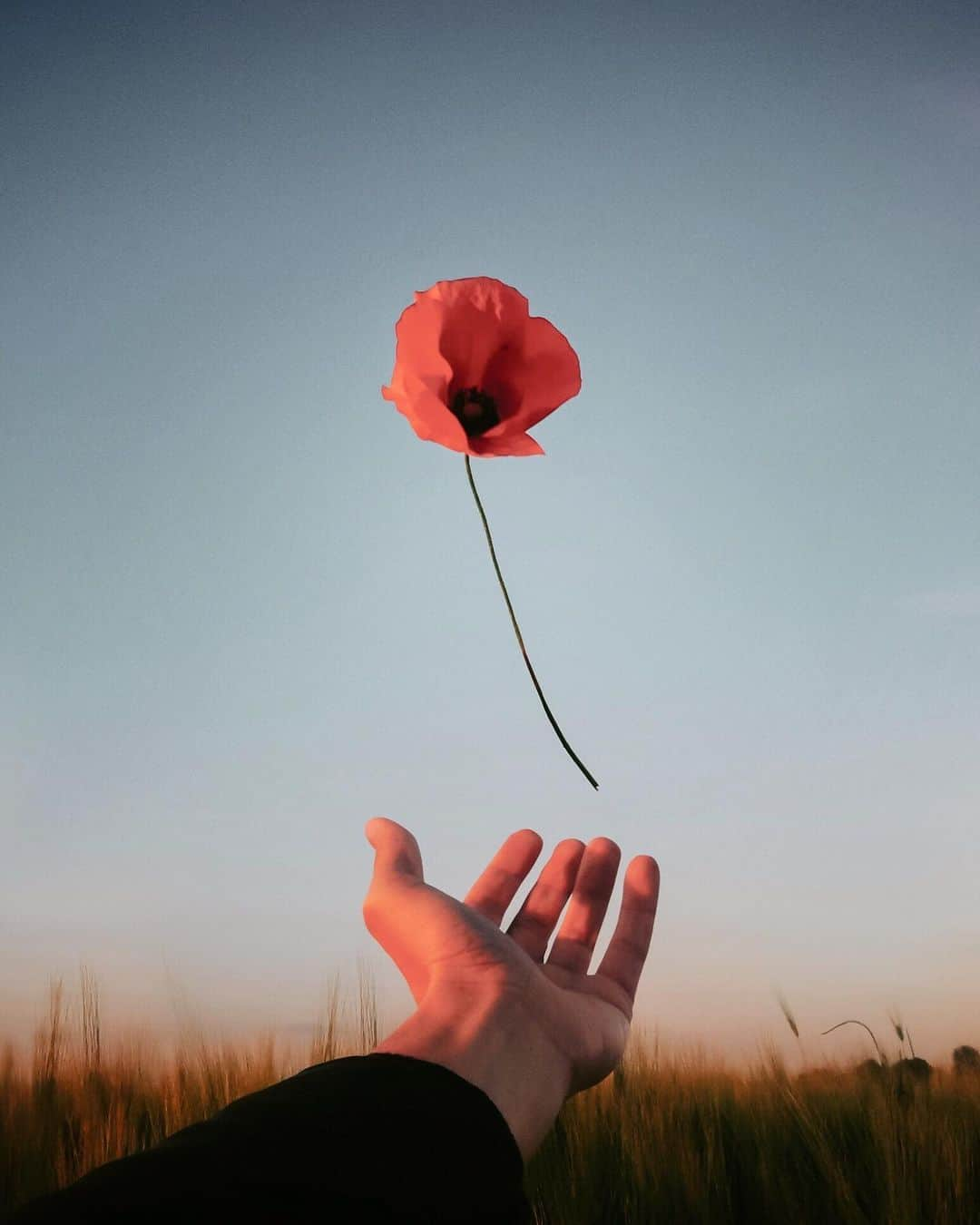 Simone Bramanteのインスタグラム：「{ Bella Ciao } • The red poppy is the symbol of those men and women who fought against Nazifascism, even dying for the freedom of all. And on April 25, in Italy, we celebrate the Liberation Day. This day remind us how being open to the world, solidarity and cooperation, unite people.  And I think that today in many cities of Italy everyone will sing along with a song called 'Bella Ciao'. #iorestolibero #25aprile #whatitalyis  For friends from Australia and New Zealand #lestweforget and from Portugal.🌹」