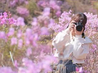 鎌田菜月さんのインスタグラム写真 - (鎌田菜月Instagram)「📷💭🐰 ・ スイッチ！でご一緒させていただいたはなまっぷの後藤さんが撮ってくれたお写真です🍡 カメラ同士で撮りあいっこ〜☺️ ・ #はなまっぷ #cameragirl #spring #pink #ミツバツツジ #一眼レフ初心者」4月25日 21時56分 - nacky_k829
