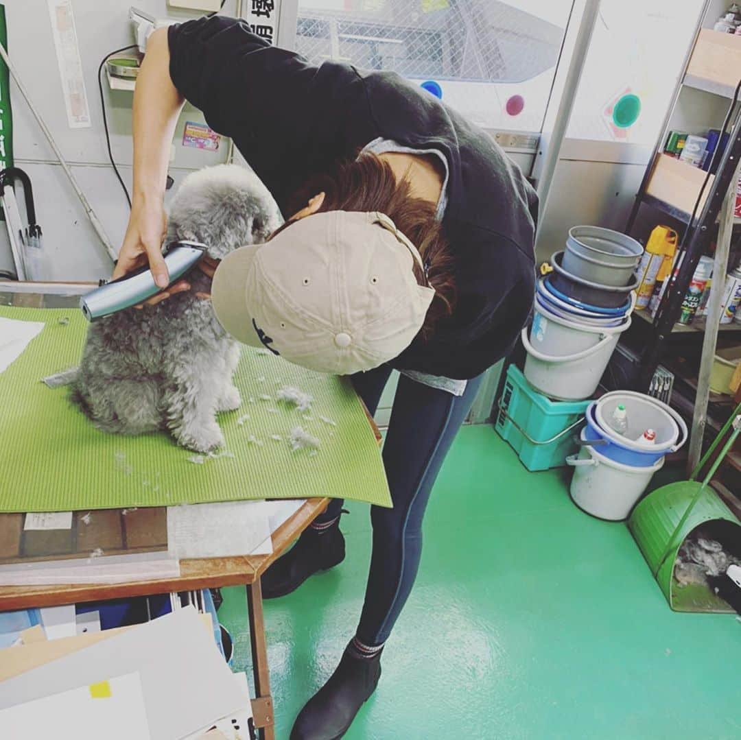 小泉里子さんのインスタグラム写真 - (小泉里子Instagram)「本日はトリミングサロン小泉。 朝一のお客様はリケさん。 シャンプーカット、全てがお嫌いなようで、手こずりまくって、本日はリケさんで終了。  はじめてのバリカンカット。 申し訳ないほど、ガタガタになり、リケを見るたびに謝ってます(笑) 明日ちゃんとハサミで整えるから、許して💦  そして、新たに明日ガタガタになるのは、モモさん。 がんばろうね！笑 #トコリケモモ」4月25日 22時06分 - satokokoizum1