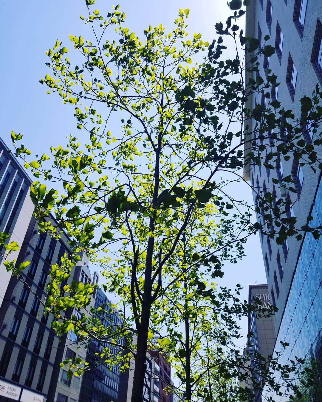 谷口キヨコさんのインスタグラム写真 - (谷口キヨコInstagram)「烏丸通りなんですけど…いや、つい最近まで葉っぱ一枚なかった木なんですよ。それが知らない間にこんなに緑の葉があって…今はわたしの大好きな若葉のシーズンなんやな、って🌿今日、気付いたんです。空もこんなに青くて空気もきれいで晴れやかなはずなのに…なのに外に出るのを自粛せなあかんのやな、って…人なんかほぼいないのにタクシーはさまようように流してはったり、いつものお店は閉まってたり、軒先のテイクアウトお弁当がたくさん残ってたり、外にいる人もなるべく他人に近づかないように一人一人無表情で足早に歩いてたり…仕方ない、仕方のないことやし、今はそうしなければあかんのやけど、その先が見えなくて途方に暮れています。誰かおしえてくれますか。どうなるんですか、わたしたちは。どう生きればこんな思いを二度とせずにすみますか。どうすればなんでもない、当たり前だ、と思っていたあの日常生活を送ることができますか。」4月25日 22時13分 - kiyokotaniguchi