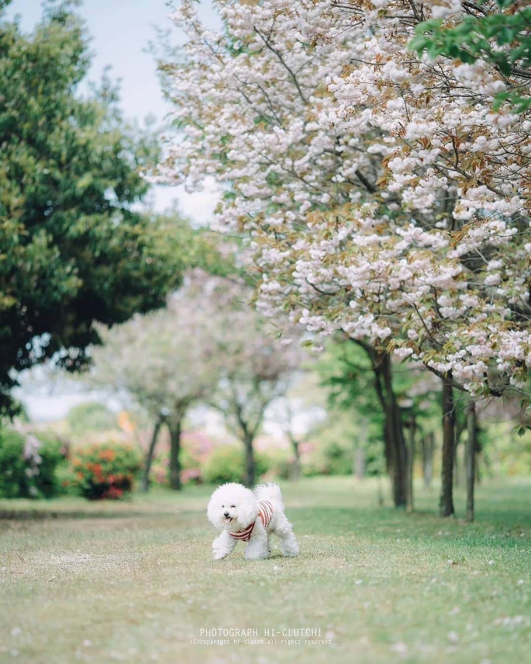 西条市さんのインスタグラム写真 - (西条市Instagram)「【LOVESAIJOじかん】﻿ ﻿ 🌸🌸🌸﻿ ﻿ 景色がいい場所やと、﻿ 飼い主さんも気分すっきり﻿ ﻿ いい天気の週末、﻿ 皆さんはどんなふうに過ごしよる☺️？﻿ ﻿ ﻿ Repost @hiclutch245﻿ ・・・﻿ _﻿ Hi-clutch dog fukubei～桜2020﻿ #西条市 #新居浜市 #今治市﻿ #dog #dogs﻿ #bichon #bichonfrise﻿ #bichonfrisé #bichonlove﻿ #イヌスタグラム﻿ #inuclub_jpn﻿ #inuくらぶ_jpn﻿ #todayswanko #all_dog_japan ﻿ #わんこ部 #わんこカメラ部 ﻿ #ig_dogphoto #inuclub_jpn﻿ #dogstagram #instadog﻿ #insta_dogs﻿ #lovesaijo #LOVESAIJOじかん ﻿ #愛媛ビション会﻿ #sonyalpha #sonyalphasclub﻿ #α7iii #sonyalpha7iii﻿ #hiclutch #ハイクラッチ」4月25日 22時26分 - lovesaijo