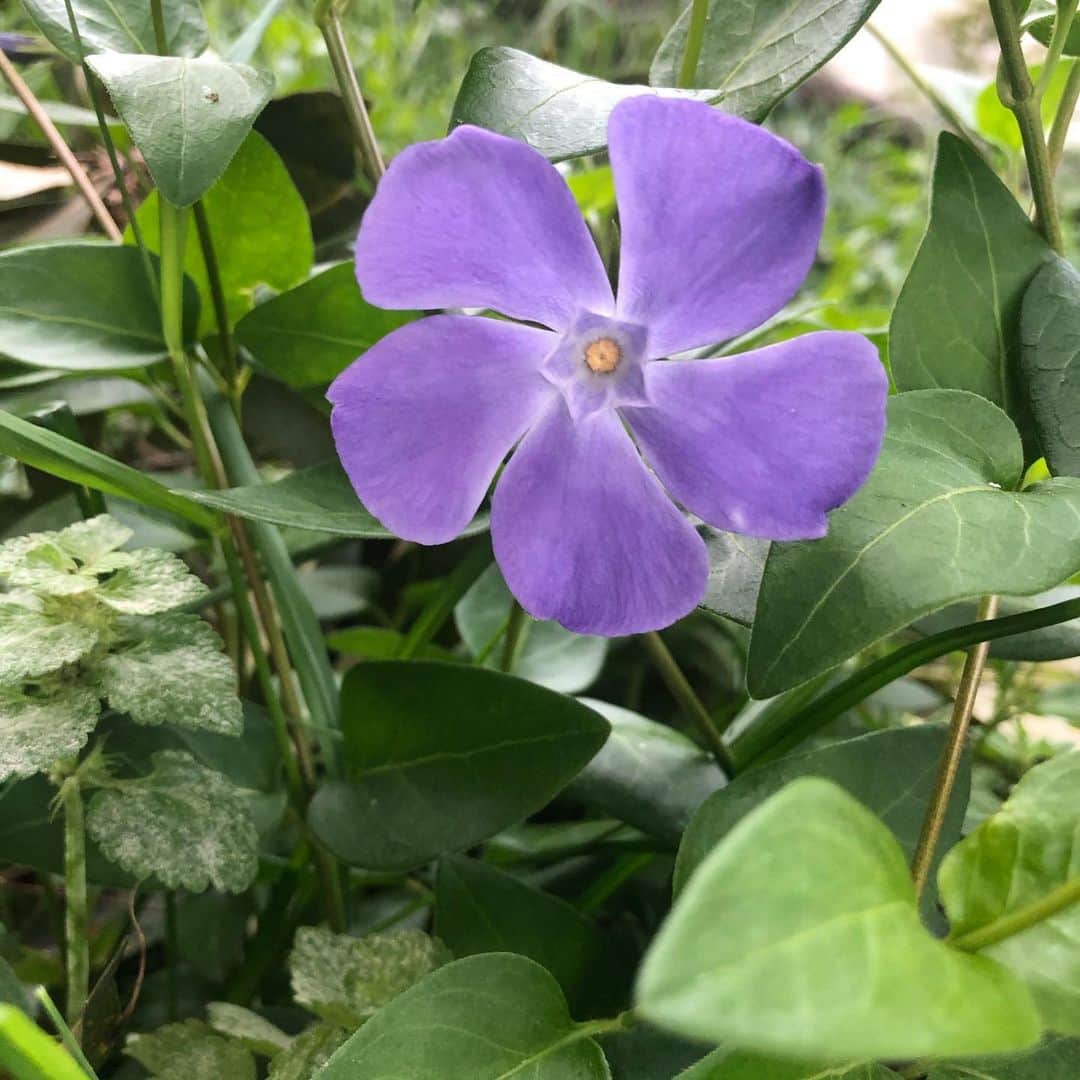 純名里沙さんのインスタグラム写真 - (純名里沙Instagram)「ひっそりと咲いていたこの花にも注目。。🌸 ・ #花は癒し #君の名は #紫色の花  #purple💜」4月25日 22時25分 - risajunna3158
