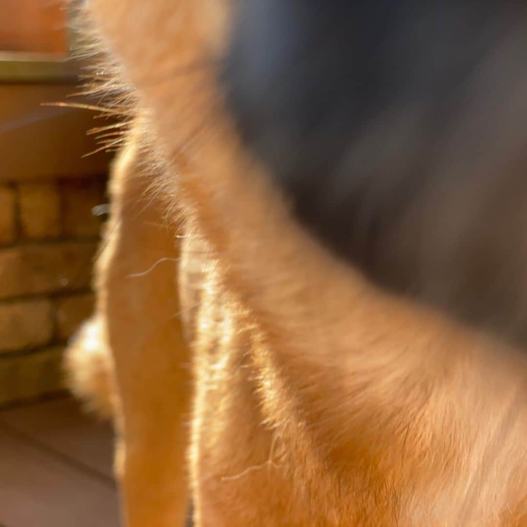 富田真紀子さんのインスタグラム写真 - (富田真紀子Instagram)「私の犬種はなんですか #柴犬 #四国犬 #シェパード #犬種はなんだ #ここにいてくれて #いつもありがとう  #なな」4月25日 22時32分 - makikotommy