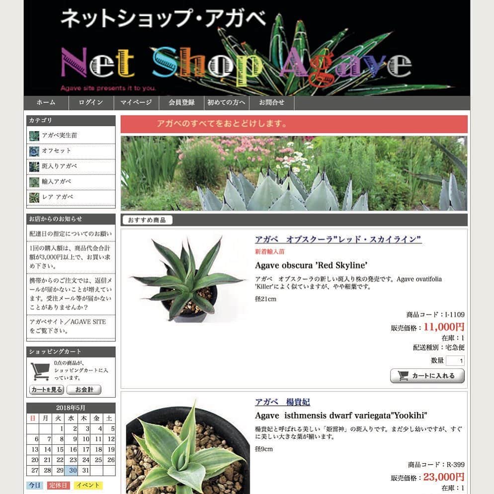ブルータスさんのインスタグラム写真 - (ブルータスInstagram)「【珍奇植物ムック★発売中】 欲しい植物が決まっているなら、オンラインで決め打ち！というのもアリ。 日本で唯一のアガベ専門通販サイト、ネットショップ・アガベをご紹介。 現代美術家であり、世界屈指のアガベのコレクターでもある川井昭夫さんが運営する、アガベのみを扱うオンラインショップ。 斑入りからレア種まで、ありとあらゆるアガベが見られて、しかも買えるのは、このサイトくらいだろう。  http://www1.enekoshop.jp/shop/agave  #BRUTUS #珍奇植物 #植物 #botanical #plants #nature #アガベ」4月25日 13時51分 - brutusmag