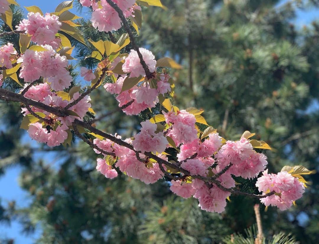 青山有紀さんのインスタグラム写真 - (青山有紀Instagram)「アトリエへ向かう道🌸 自然も人も日々進化してる🌸🌸🌸」4月25日 13時49分 - yukiaoya