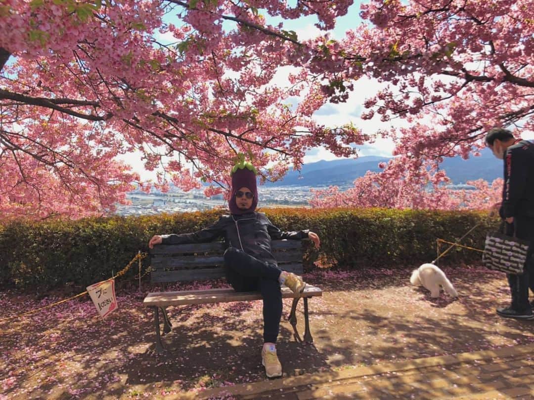 川原克己 さんのインスタグラム写真 - (川原克己 Instagram)「#花見 #桜なすび」4月25日 13時52分 - tenjikunezumikawahara