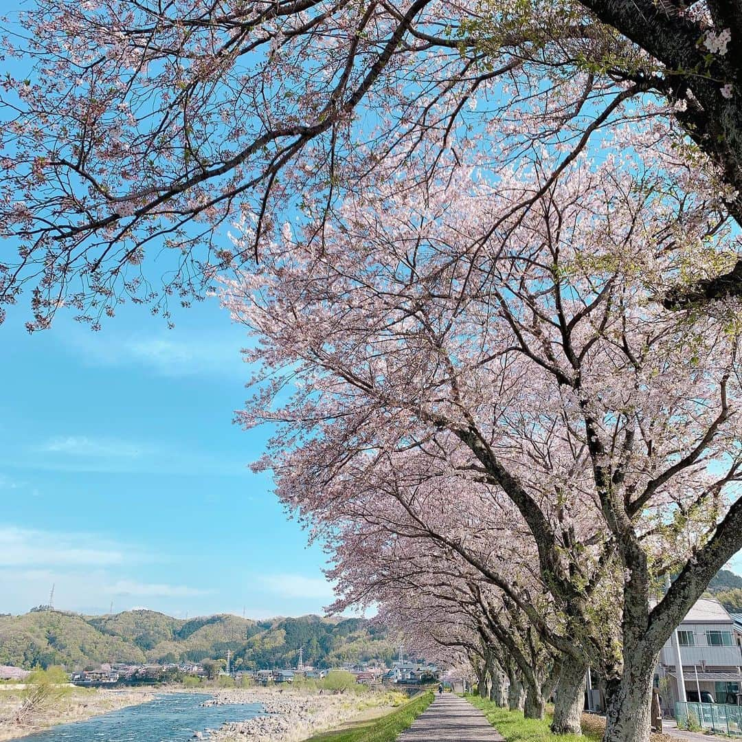 大月さゆさんのインスタグラム写真 - (大月さゆInstagram)「あの春のハレの日。﻿ 2010年4月25日に宝塚歌劇団を退団して10年がたちました。﻿ 本来なら集まって乾杯したかった🥂退団同期の﻿ #未来優希 さん﻿ #彩吹真央 さん﻿ #神麗華 さん﻿ そして、私。﻿ (※宝塚では同じ公演で一緒に退団したメンバーを退団同期と呼びます😊ある意味、同じ運命を共にしたような絆がうまれるからでしょうか。)﻿ ﻿ 今朝🌞彩吹 真央さんこと、ゆみこさんの呼びかけで、LINEビデオ通話しました📹✨✨﻿ 顔を見てお話し＆近況報告＆第二の人生10周年おめでとう㊗️﻿ 皆さんそれぞれの今をしっかり生きていて、さらにとっても良い笑顔😊こんな風に連絡をとれて幸せでした〜‼️﻿ いつかお会いして、乾杯できますように！﻿ ﻿ #退団同期会﻿ #ソルフェリーノの夜明け﻿ #カルネバーレ睡夢﻿ #あれから早すぎる10年 #写真はいつかの桜」4月25日 14時17分 - sayuotsuki_official