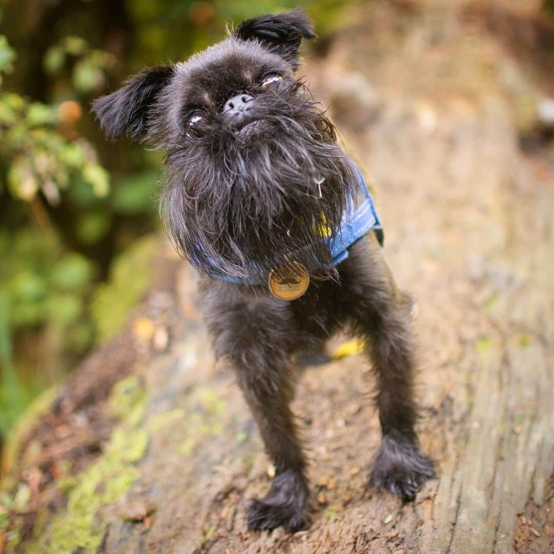 Digby & Aloのインスタグラム：「It’s a dog on a log! 🐶」