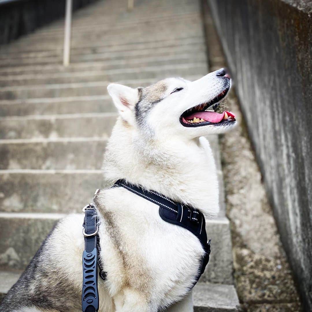 プピプピ文太のインスタグラム：「階段で休憩ブンチャス #siberianhusky #husky #dog #シベリアンハスキー　#犬」