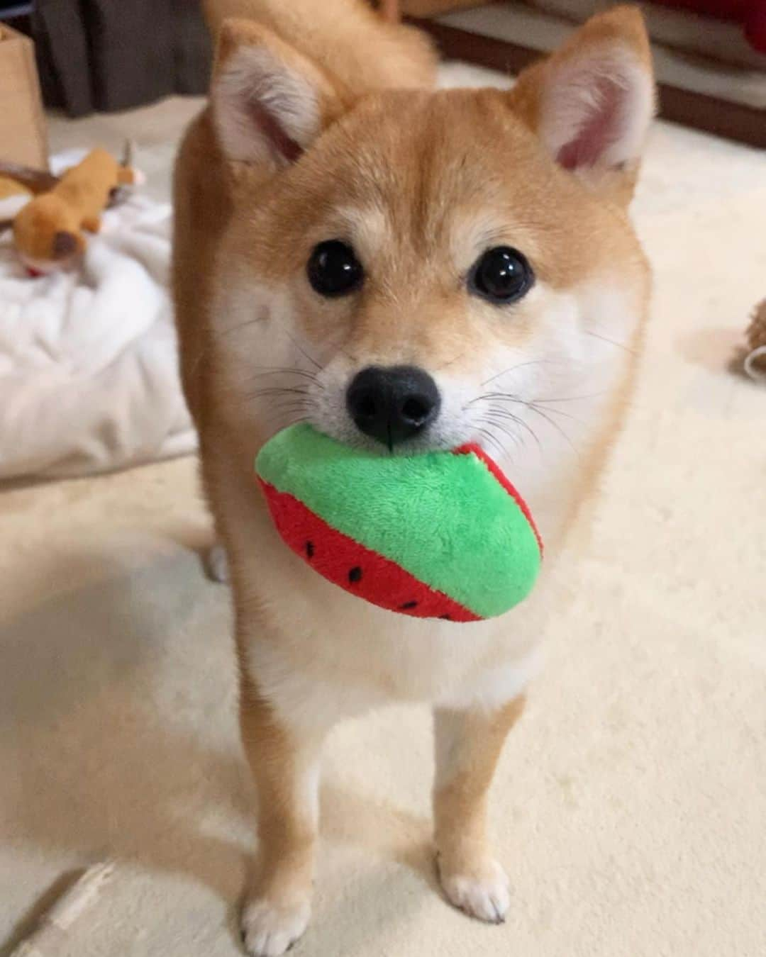 豆柴 サニーちゃんさんのインスタグラム写真 - (豆柴 サニーちゃんInstagram)「. . HELLO〜こんにちわんでちゅ🐶🍉🎶 . 今日は どこからか持ってきた スイカ🍉を咥えていました🐶 . ラムちゃんです . . #スイカ🍉 #西瓜🍉 #watermelon🍉 #季節外れ #だいたい何か咥えてる #ラムのはいどおぞ . #柴犬#豆柴 #赤柴#豆柴子犬 #まめしば#いぬのきもち#ふわもこ部 #サンデイ#サンデイいぬ組#anicas#shiba_snap #shibainu#shiba#mameshiba#shibastagram #mameshibapuppy#shibapuppy #豆柴サニーちゃん#豆柴ラムちゃん#さにらむたん #さにらむ2020#シマホスマイル」4月25日 15時00分 - sunny_rei_32