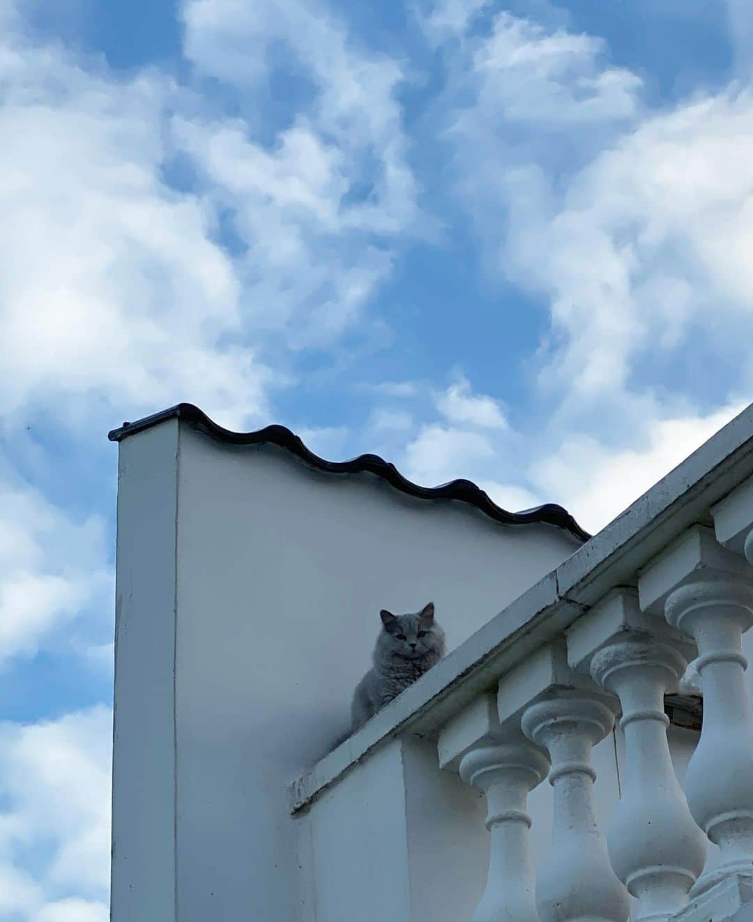 Mathilde Goehlerのインスタグラム：「Moshu’ s viewing post from the top of the house」
