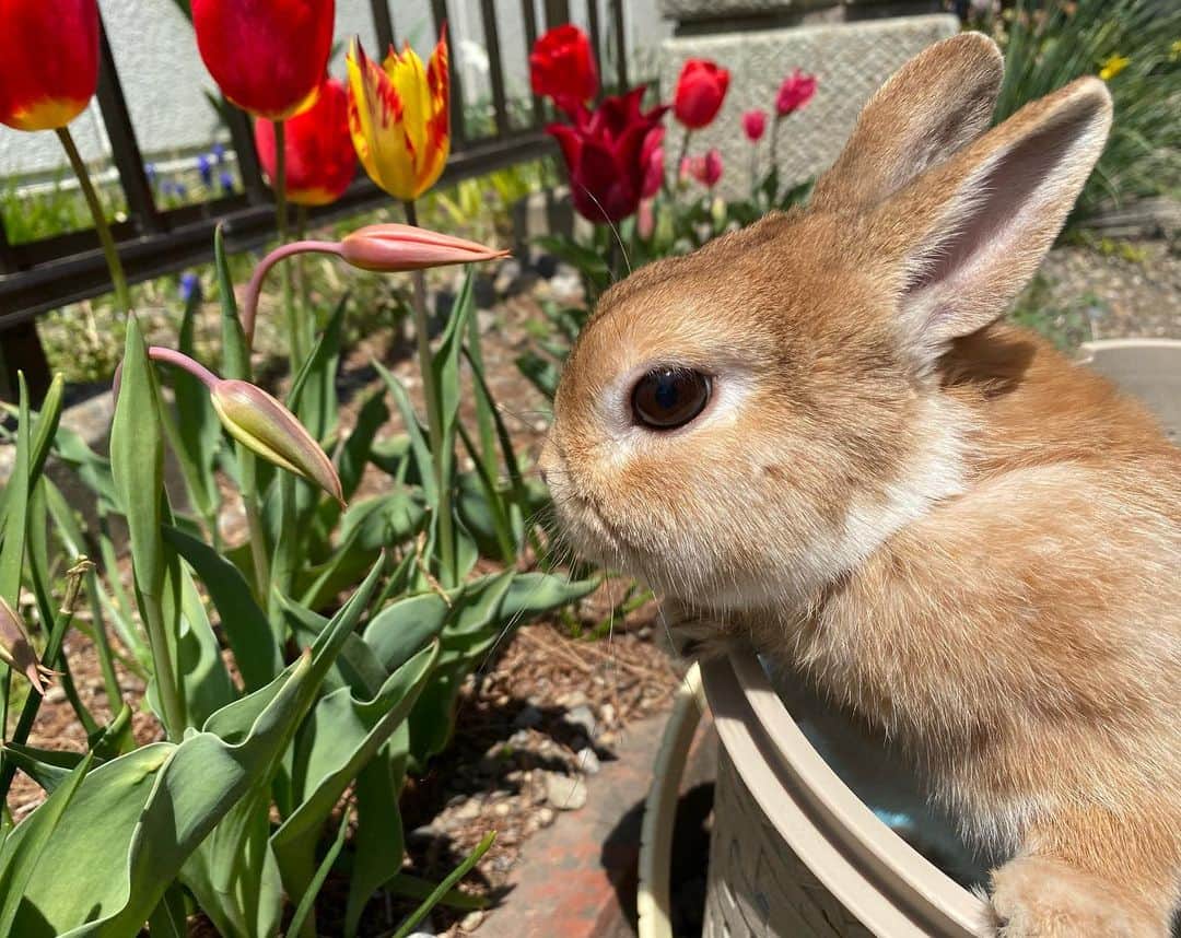 ラン?さんのインスタグラム写真 - (ラン?Instagram)「お庭のチューリップ🌷 ☆ ママんはお耳の後ろのもふもふの毛が大好きだよ(っ^ω^c)💕💕 ☆ #にわんぽ #庭んぽ  #うさぎ #ネザーランドドワーフ #rabbit #bunny #bunnystagram  #rabbitstagram  #cute  #かわいい #ふわもこ部  #もふもふ  #zip写真部  #アニマル写真部 #instagramjapan #netherlanddwarf #うさぎと暮らす  #うさぎのいる暮らし #癒し #kawaii #ランちゃん  2020.04.25」4月25日 15時59分 - mofumofuusako