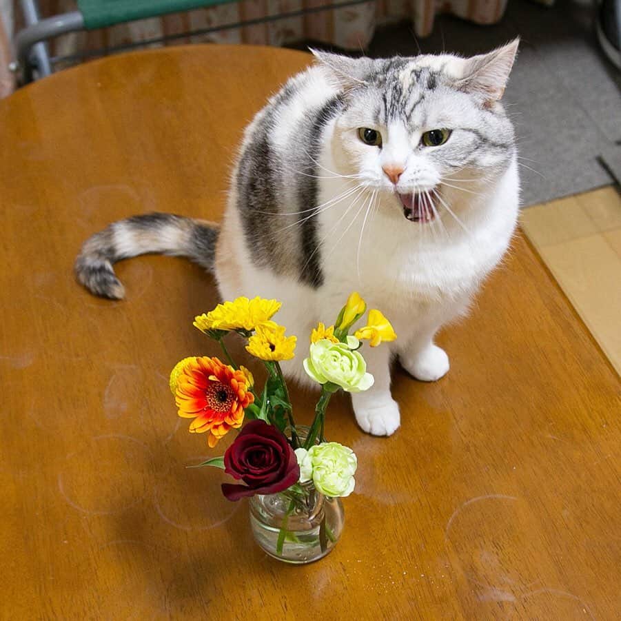 ホタテ＆クラム＆シラスさんのインスタグラム写真 - (ホタテ＆クラム＆シラスInstagram)「お家にいよう！な日々が続いていますが、こう言う時に届くお花はなんだかほっと癒されます、猫たちも癒されてるかな？（笑）  #bloomeelife  こちらは毎週500円〜でお家にお花が届くサービスで、下記のクーポンコードを利用されると初回が無料になります、是非^ ^ *** クーポンコード：msy1515 ※有効期限：2020年4月30日  https://bloomeelife.com/  @bloomeelife  #cat #neko #ScottishFold #猫 #ねこ #スコティッシュフォールド #ラグドール #Ragdoll #flower  そして投稿者MSY1515より…  猫＋花のコラボでありがたいご心配のお言葉をいた抱いております、当方では猫に対する植物の毒性などは細心の注意を払っておりますのでご安心ください、ご心配を本当にありがとうございます^^ I treat it considering the toxicity of the plant to the cat so please rest assured.」4月25日 16時08分 - msy1515