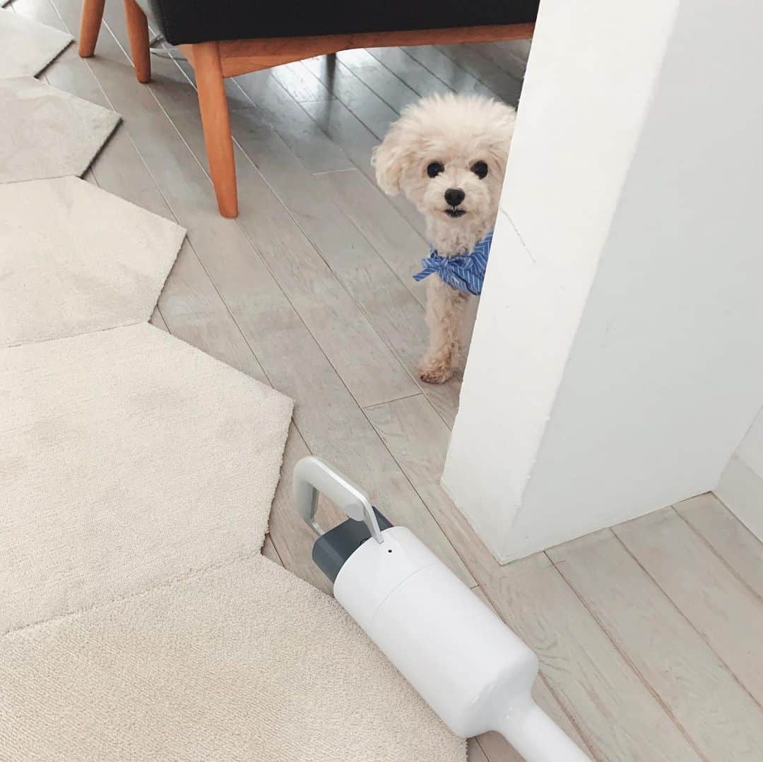 mizuのインスタグラム：「掃除中　今日はいつも以上にストーカーしてくるなあ•ᴥ•」