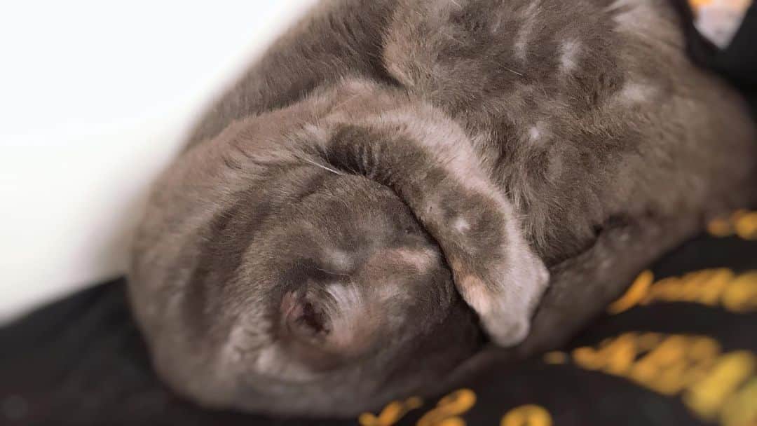 小野晴香さんのインスタグラム写真 - (小野晴香Instagram)「(笑) 🐈💘 #癒し  #cat  #enjoyhome」4月25日 16時51分 - haaa_ho
