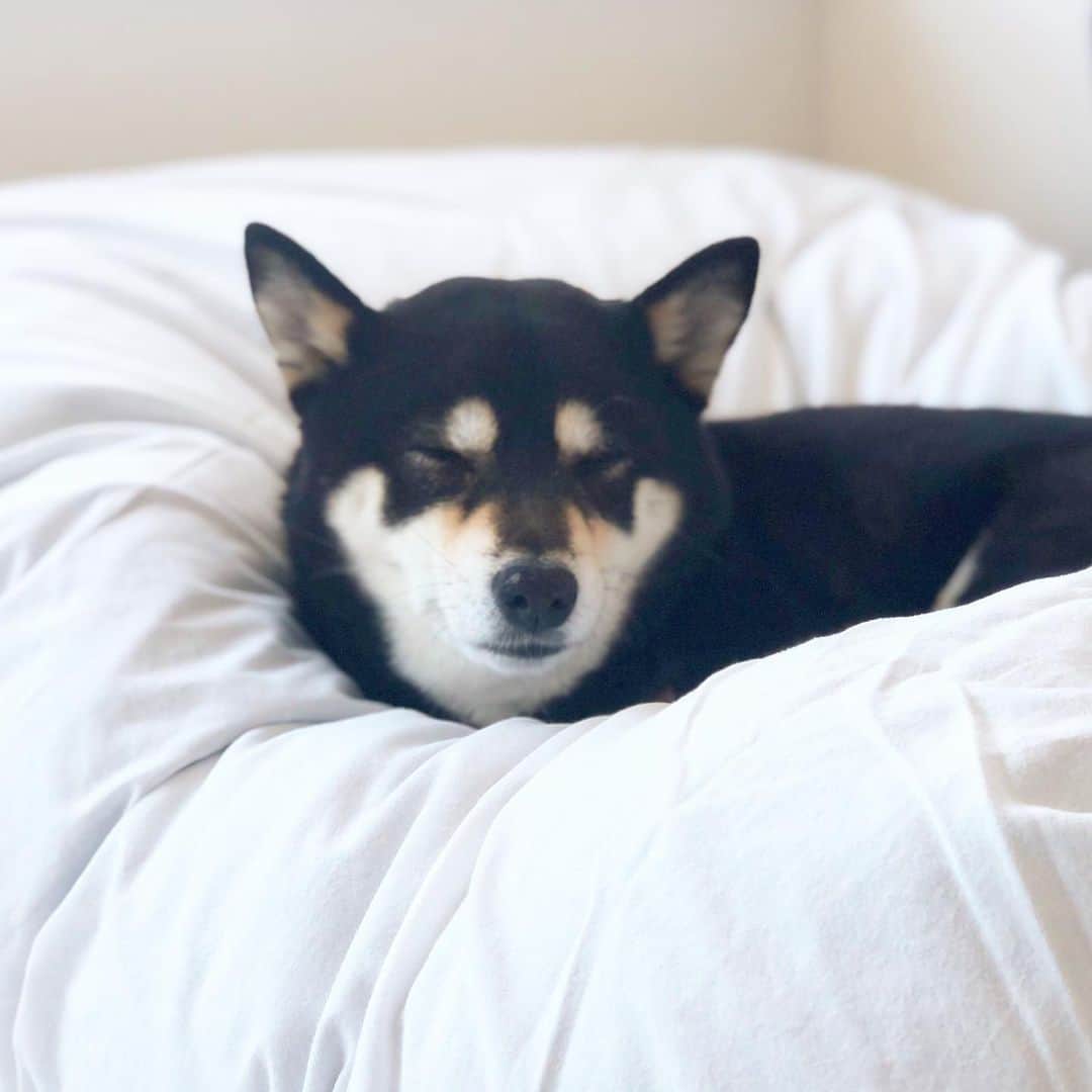 vo_coのインスタグラム：「🐶 すやすや黒饅頭 熟睡できないのは、弟の子守りを兼ねてるからかな * #shibastagram #instashiba #shiba #shibainu #黒柴 #柴犬」