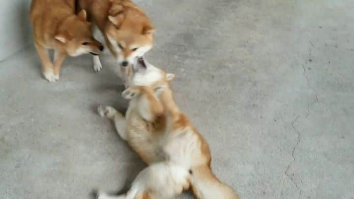 柴犬たま Shibainu Tamaのインスタグラム