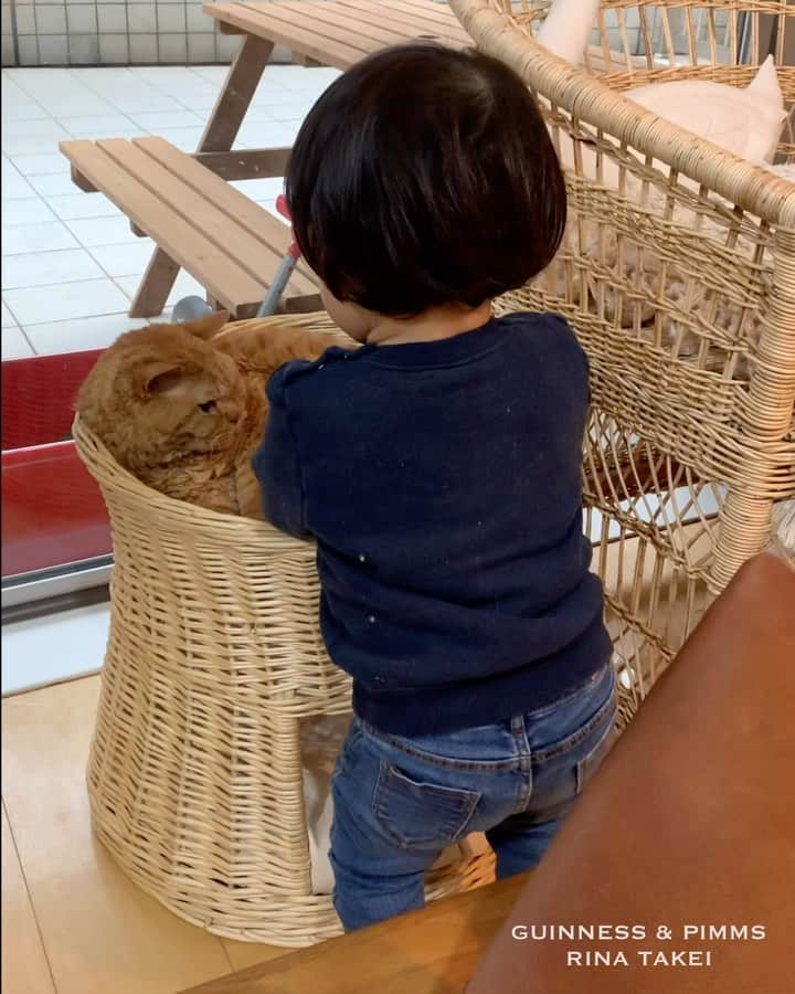 ギネス & ピムスのインスタグラム：「25/04/2020 Happy Caturday! ・ A video of Nagi’s true affection towards Pimms this week. Many times a day he wants to hug Pimms. “You really do love Pimms!” Have a nice weekend everyone! #stayhome ・ ・ 相変わらず ピム丸大好きの凪ねこ。 今週も何度も抱きついていた。笑 そのうち 撮れたものだけ集めてみたけど かなりの量だった😂 撮ってない時も静かにしてると思うと 抱きついてたりするので きっと相当な回数やってそう。笑 それでは皆さま素敵な週末を♬ ・ ・ #おうち時間  #ピムスくん #ギネピムと凪くん  #1yearold #1歳 #1歳4ヶ月 #16monthsold  #babyboy #男の子ベビー #赤ちゃんのいる生活 #赤ちゃんのいる暮らし #赤ちゃんと猫 #猫と赤ちゃん」