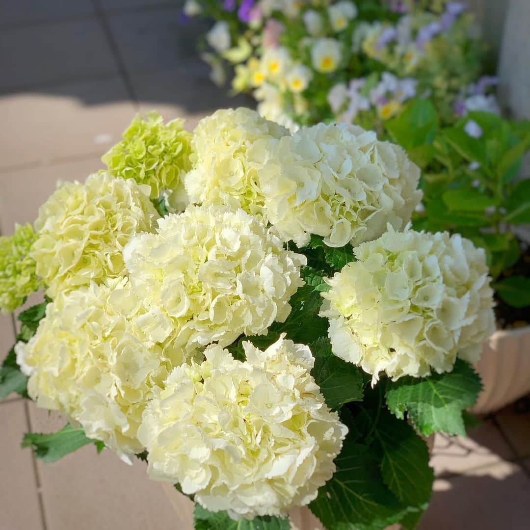 透水さらさのインスタグラム：「素敵な方から素敵な贈り物が🌼🌼🌼﻿ ﻿ ﻿ とっても元気で美しい紫陽花の苗🏵﻿ ﻿ ﻿ #本当に元気になった#お花の力﻿ #テラス部#ガーデニング﻿ #紫陽花﻿ ﻿素敵な女性(@artdevivre.365 )さん❤️ #テラス部部長 ﻿#愛を感じる 優しいお手紙も添えられて ﻿ そして、最近のお昼の過ごし方🌞﻿ ﻿ ﻿ ﻿ お昼ご飯を作って食べたら﻿ ﻿ 家事﻿ ペン習字の練習﻿ お三味線﻿ ガーデニング﻿ 🧒と遊ぶ(ほぼこれ)﻿ ニュースをみたり映画を観る﻿ 最近はじめたどうぶつの森﻿ テラスで過ごす﻿ おうちピクニック﻿ 読書﻿ お菓子作り﻿ マスク作り 同期やお友達とテレビ電話﻿ Amazonでポチり﻿ ﻿ ﻿ 全部はしないですが💦何も無い外出自粛の日にはこの中のどれかをして過ごしております☺️﻿ ﻿ 普通に考えれば、普段したくてたまらなかった事を一気にできちゃう贅沢な時間、、、﻿ あっという間に夕ご飯の支度の時間になります」