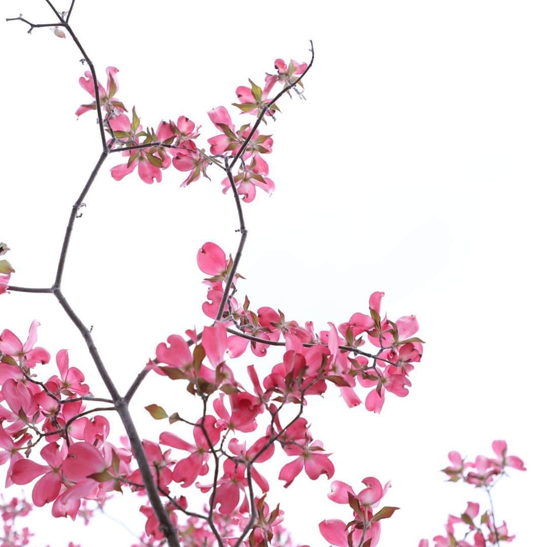 harumiさんのインスタグラム写真 - (harumiInstagram)「Dogwood flower in my garden❤️❤️❤️. . う〜すべにいろのぉ〜〜🎤♬. . ハナミズキ❤️❤️❤️. #おうちのハナミズキ #おうち時間」4月25日 17時37分 - harumirumiru