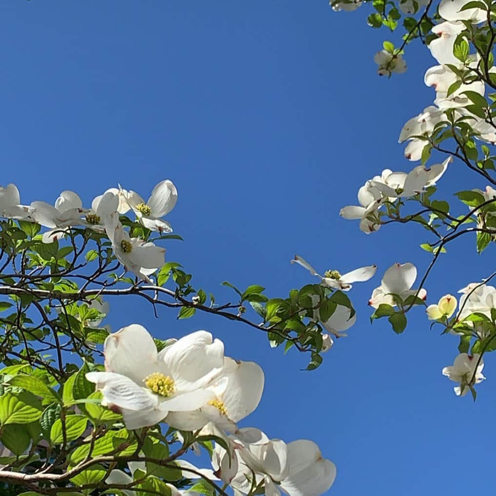 Sayakaさんのインスタグラム写真 - (SayakaInstagram)「* 見上げるだけで元気をもらえる澄んだ青空💙 ハナミズキの季節🌿 . . . #ハナミズキ #花水木」4月25日 17時42分 - sayaka_0523