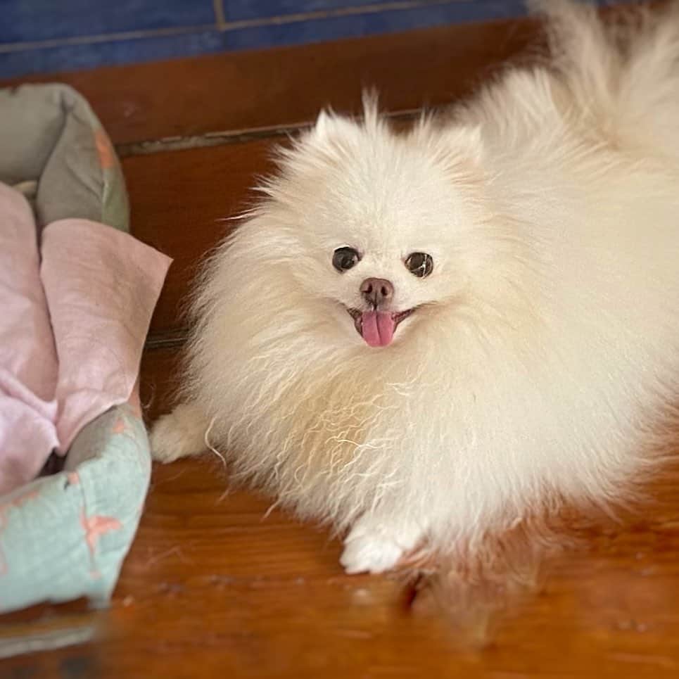 JEWELのインスタグラム：「There is always a treat behind the camera 🍪🐶🐾 #petsagram #dogsofinstagram #weeklyfluff #fluffy #dogoftheday」