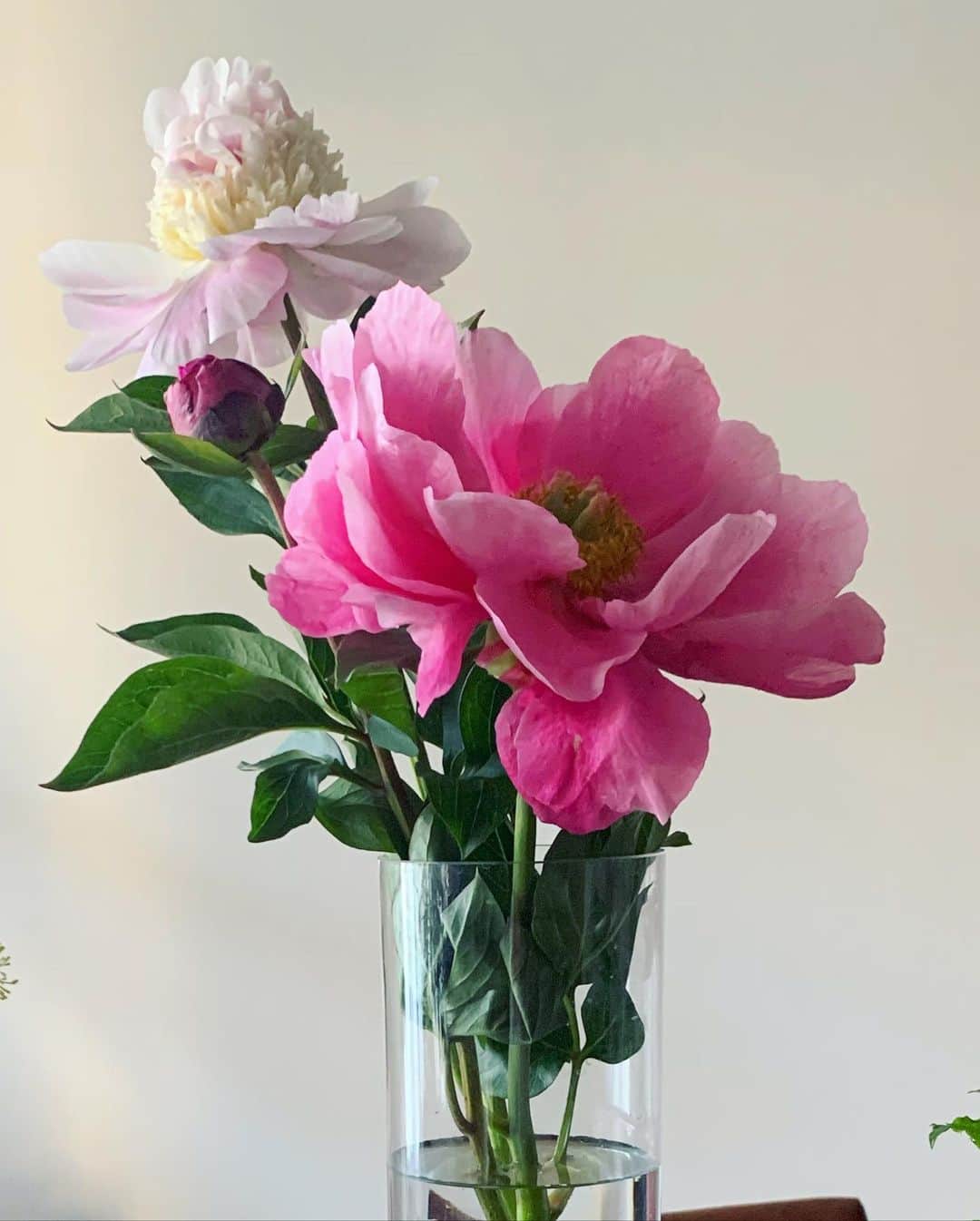 早坂香須子さんのインスタグラム写真 - (早坂香須子Instagram)「優しい花かんむりみたい  花の構造はシンプルで、雄と雌の部分をたくさんの花びらが取り囲んでいる。  存在するだけで幸せにしてくれる花たちはとても女性的だと思うけど、実はほとんどの植物の花は両性を兼ね備えているのです。  両方あるから、魅力的なんだね。」4月25日 18時43分 - kazukovalentine