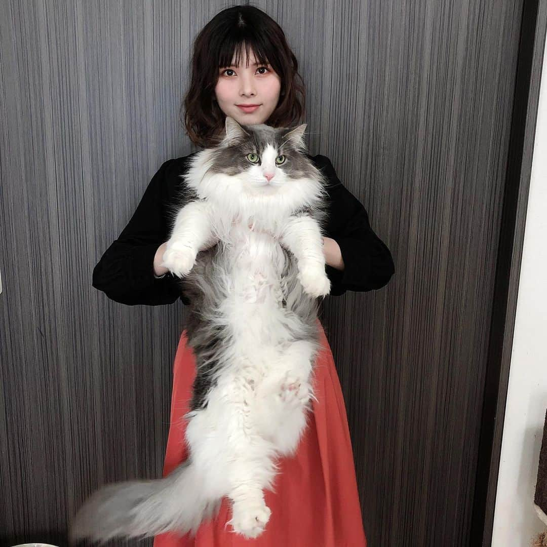 Sagiri Kitayamaさんのインスタグラム写真 - (Sagiri KitayamaInstagram)「キャスバル兄さん💕本当は、伸びたらもーっと長いんです😼👍 #25祭 #ネックレス祭 #にゃんこ祭 #にゃんこの日 #にゃんファーday #キャスバル #ノルウェージャンフォレストキャット #ノルウェージャン #norwegianforestcat #Norwegian #ラグドール #ragdoll #ragdollcat #猫 #ねこ #ネコ #cat #catstagram #catlover #catsofinsta #instacat #kitty #ふわもこ部」4月25日 18時47分 - rererurerurela