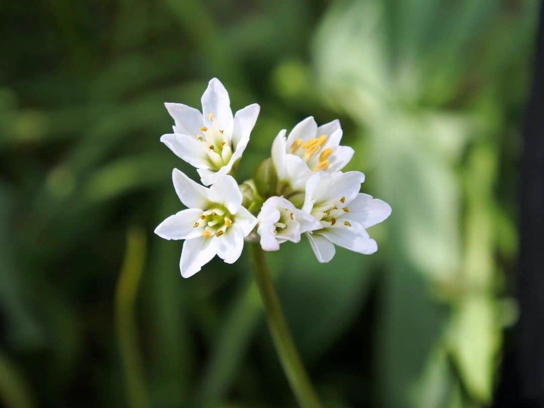 中山美香さんのインスタグラム写真 - (中山美香Instagram)「かわい☺︎ . . . #花 #flower #fleur  #green #white #☺︎ #whiteflowers #tbt」4月25日 18時51分 - mika5nakayama