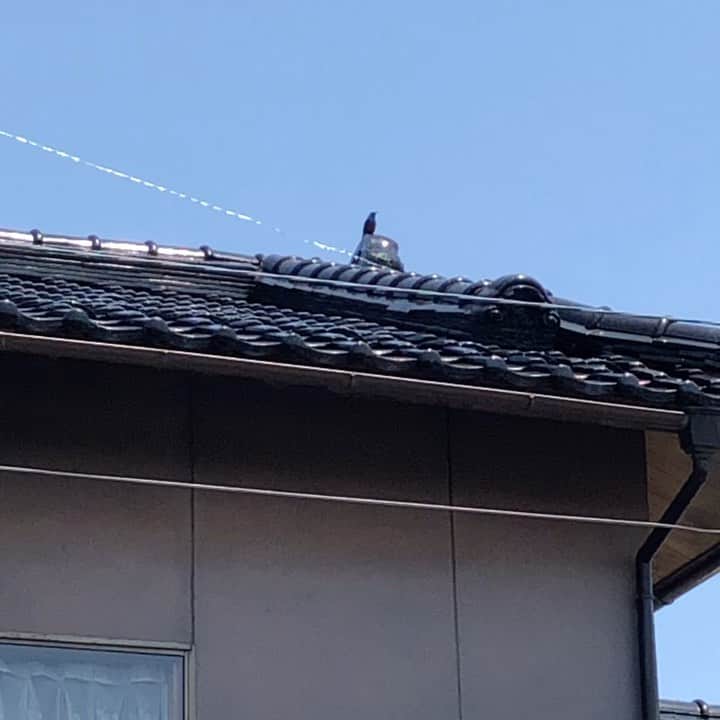 南早苗のインスタグラム：「ウォーキング中に聴こえる鳥の鳴き声。今日も綺麗に響いていたなぁ🦜 鳥の鳴き声といえば、スズメかカラスかウグイスくらいしか区別ができない私ですが、ラジオのリスナーさんが教えてくださいました😌 これは、イソヒヨドリだそうです😊  #鳥 #bird #鳴き声　#イソヒヨドリ　#癒し効果抜群　#ウォーキング　#三日坊主クリア　#一週間が経過したもののまだ効果は感じられず」