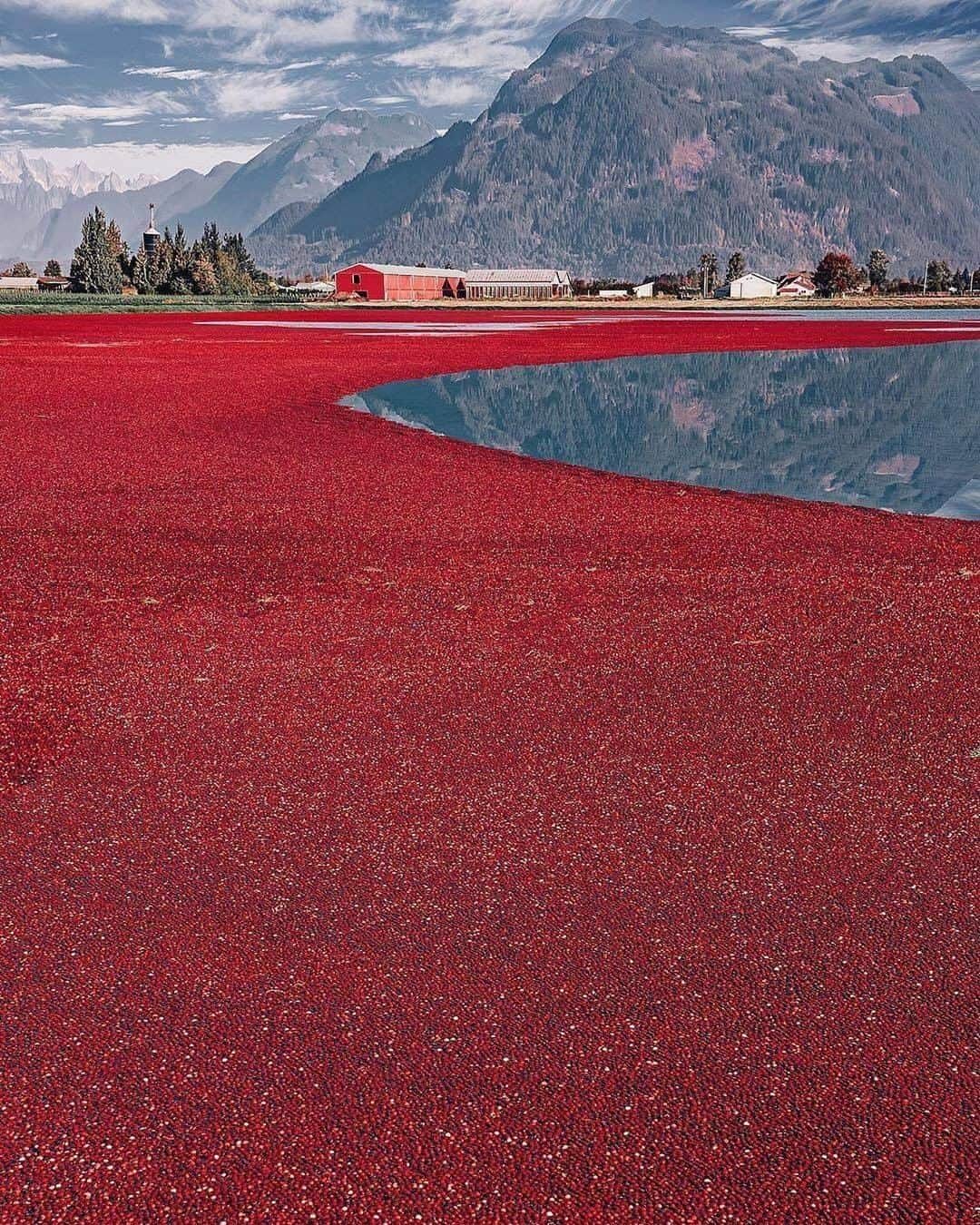 9GAGさんのインスタグラム写真 - (9GAGInstagram)「October Cranberry Harvest: the only time when ponds are covered with red berries. Follow @voyaged to discover more about the world! | By @hobopeeba - #voyaged #canada #9gag」4月25日 19時20分 - 9gag