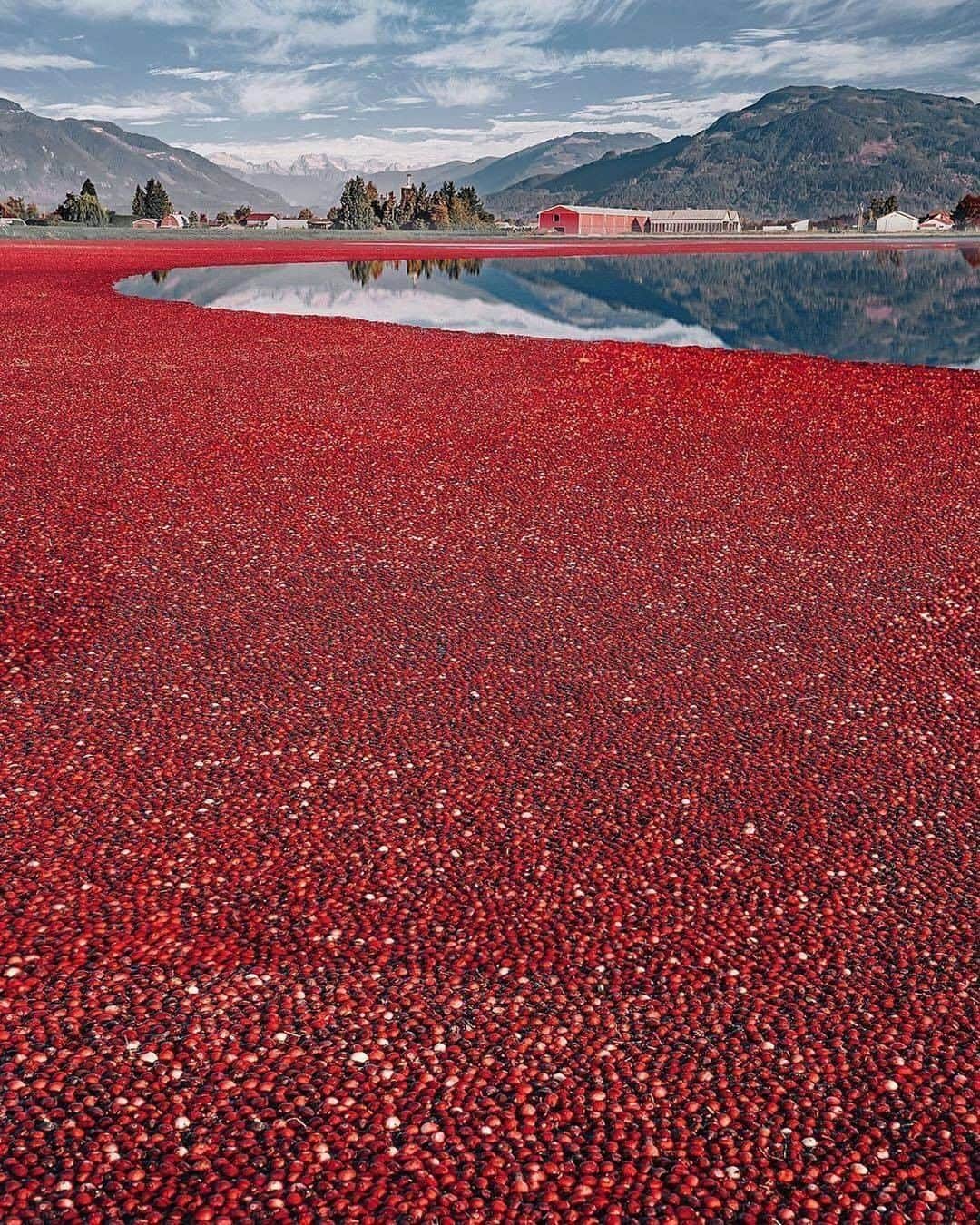 9GAGさんのインスタグラム写真 - (9GAGInstagram)「October Cranberry Harvest: the only time when ponds are covered with red berries. Follow @voyaged to discover more about the world! | By @hobopeeba - #voyaged #canada #9gag」4月25日 19時20分 - 9gag