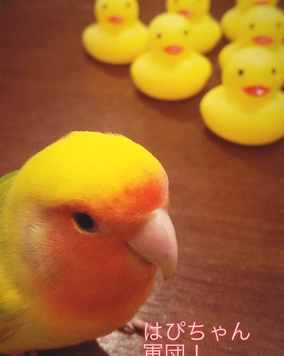 ヤマト（はやぶさ）のインスタグラム：「#はやぶさ　#コザクラインコ  #軍団　#インコが　#ヒヨコを従える図」