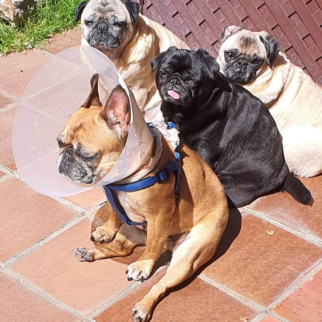 のインスタグラム：「#pug nikita #feliz sábado de sol#😘😘😘」