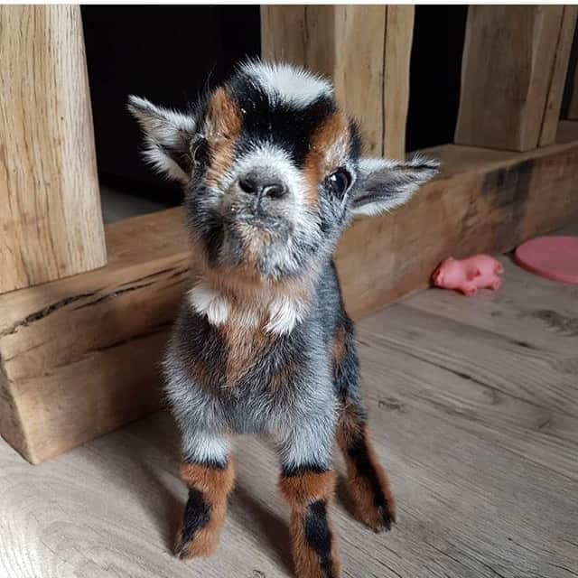 animals.coのインスタグラム：「Baby goat 😍 | Photography by @lafermedelise」