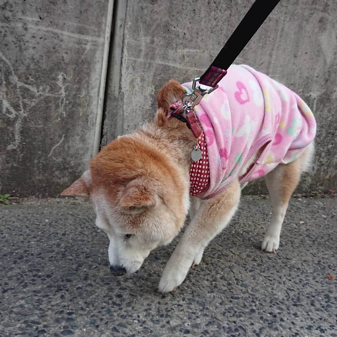 柴子さんのインスタグラム写真 - (柴子Instagram)「必要至急のお散歩に柴子(仮名)さん出動。 #柴犬　#shibainu #shibastagram」4月25日 20時11分 - senogawadogs