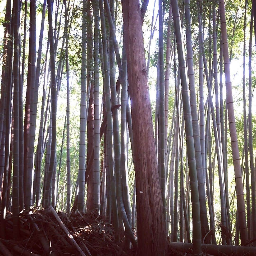 松田洋治のインスタグラム：「朝は長男と散歩ラン 近所でいろいろ発見。親子で楽しむ。」